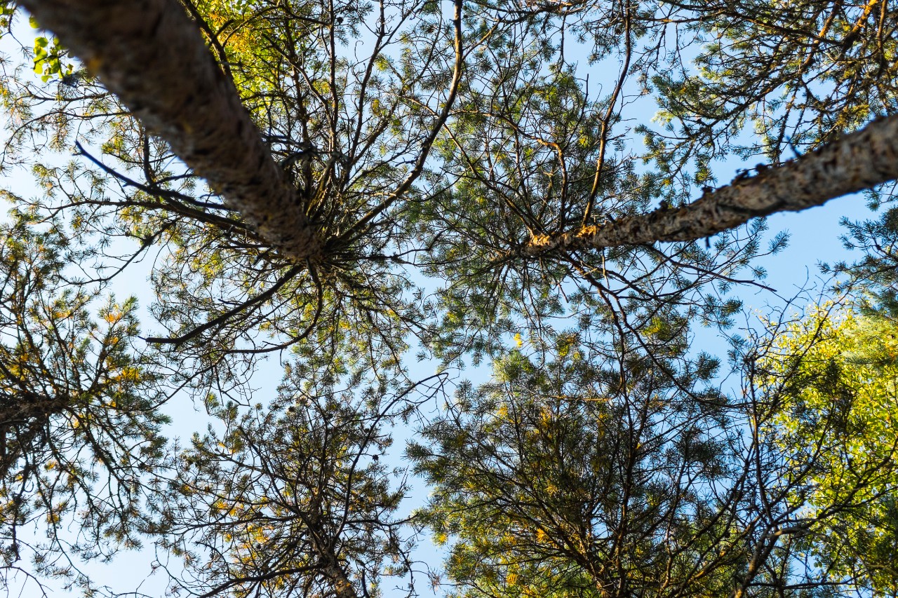 Environment (1)